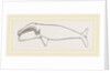 New Zealand Whale by Anonymous
