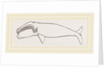 New Zealand Whale by Anonymous