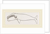 New Zealand Whale by Anonymous