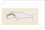 New Zealand Whale by Anonymous