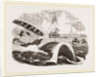 Dangers of the Whale Fishery by Anonymous