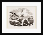 Dangers of the Whale Fishery by Anonymous