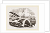 Dangers of the Whale Fishery by Anonymous