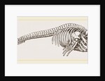 Skeleton of Rorqual by Anonymous