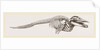 Skeleton of Rorqual by Anonymous