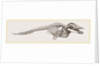 Skeleton of Rorqual by Anonymous