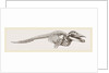 Skeleton of Rorqual by Anonymous