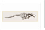 Skeleton of Rorqual by Anonymous