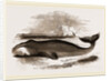 Greenland Whale by Anonymous