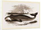 Greenland Whale by Anonymous