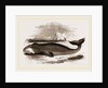 Greenland Whale by Anonymous