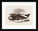 Greenland Whale by Anonymous