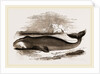 Greenland Whale by Anonymous