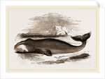 Greenland Whale by Anonymous