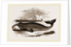 Greenland Whale by Anonymous