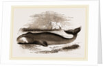 Greenland Whale by Anonymous