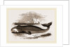 Greenland Whale by Anonymous