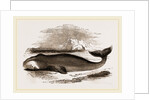 Greenland Whale by Anonymous