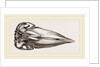Skull of Spermaceti Whale seen from below by Anonymous