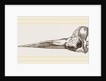 Skull of Spermaceti Whale in profile by Anonymous