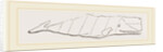 Spermaceti Whale by Anonymous