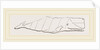 Spermaceti Whale by Anonymous