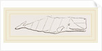 Spermaceti Whale by Anonymous