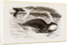 Greenland Whale by Anonymous