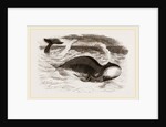 Greenland Whale by Anonymous