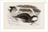 Greenland Whale by Anonymous