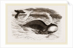 Greenland Whale by Anonymous