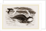 Greenland Whale by Anonymous