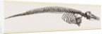 Skeleton of Porpoise by Anonymous