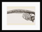 Skeleton of Porpoise by Anonymous