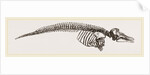Skeleton of Porpoise by Anonymous