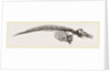 Skeleton of Porpoise by Anonymous