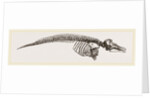 Skeleton of Porpoise by Anonymous