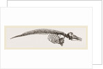Skeleton of Porpoise by Anonymous