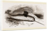 Narwhal by Anonymous