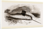 Narwhal by Anonymous