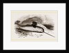 Narwhal by Anonymous