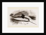 Narwhal by Anonymous