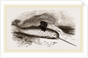 Narwhal by Anonymous