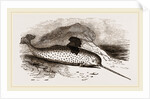 Narwhal by Anonymous