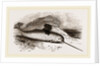Narwhal by Anonymous