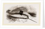 Narwhal by Anonymous
