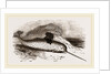 Narwhal by Anonymous