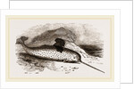 Narwhal by Anonymous