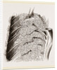 Vascular Apparatus of Whale by Anonymous