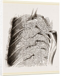 Vascular Apparatus of Whale by Anonymous